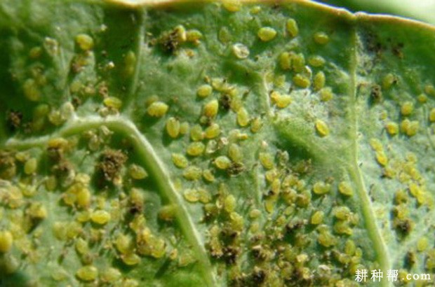 苦瓜如何防治瓜蚜? 苦瓜如何防治瓜蚜?