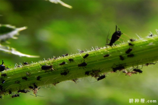 苦瓜如何防治瓜蚜? 苦瓜如何防治瓜蚜?