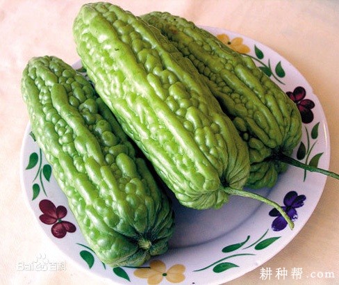 如玉11号苦瓜品种好不好? 如玉11号苦瓜品种好不好?