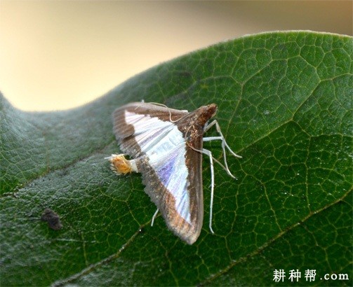 苦瓜如何防治瓜绢螟? 苦瓜如何防治瓜绢螟?