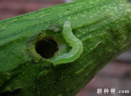 苦瓜如何防治瓜绢螟? 苦瓜如何防治瓜绢螟?