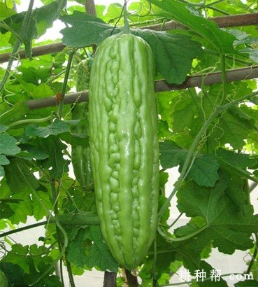 桂农科一号苦瓜品种好不好? 桂农科一号苦瓜品种好不好?