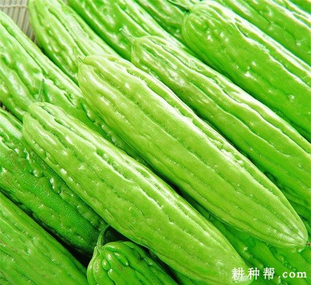 佳玉苦瓜品种好不好? 佳玉苦瓜品种好不好?