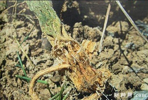 苦瓜根腐病如何防治? 苦瓜根腐病如何防治?