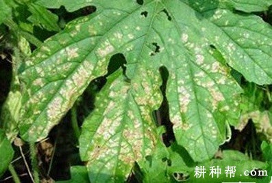 苦瓜叶枯病如何防治？