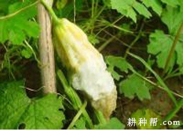 苦瓜疫腐病如何防治? 苦瓜疫腐病如何防治?