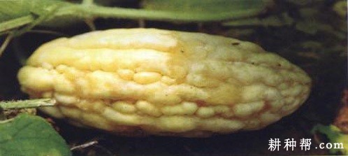 苦瓜疫腐病如何防治? 苦瓜疫腐病如何防治?