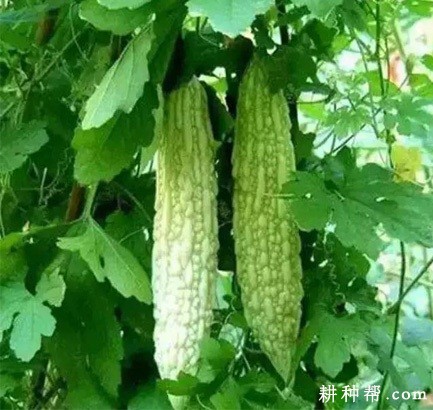 如玉5号苦瓜品种好不好? 如玉5号苦瓜品种好不好?