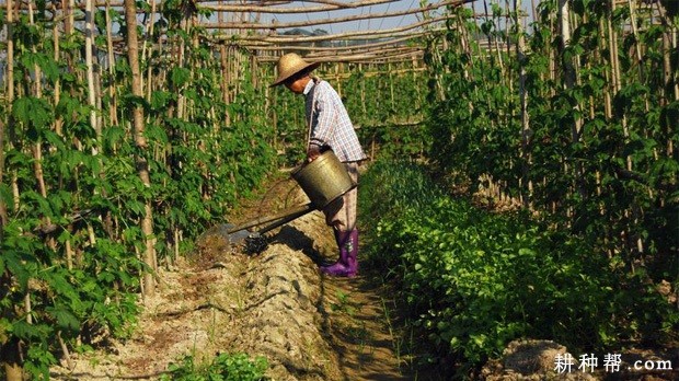 苦瓜生长发育需要哪些环境条件？