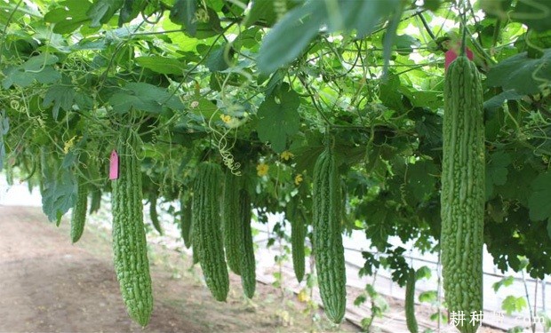 新翠苦瓜品种好不好？