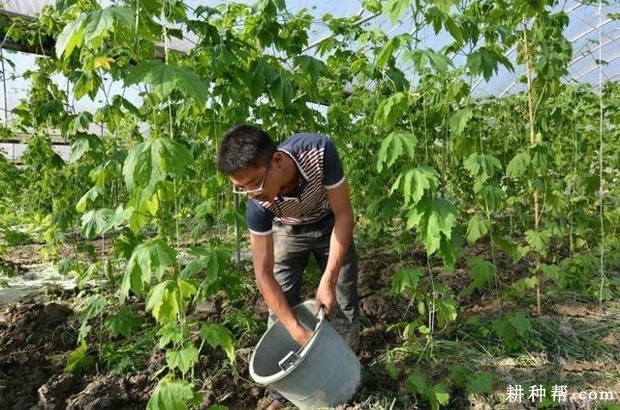 种植苦瓜如何施肥? 种植苦瓜如何施肥?
