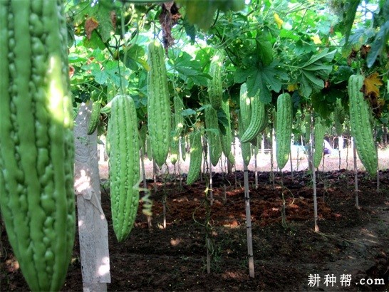 种植苦瓜如何施肥? 种植苦瓜如何施肥?