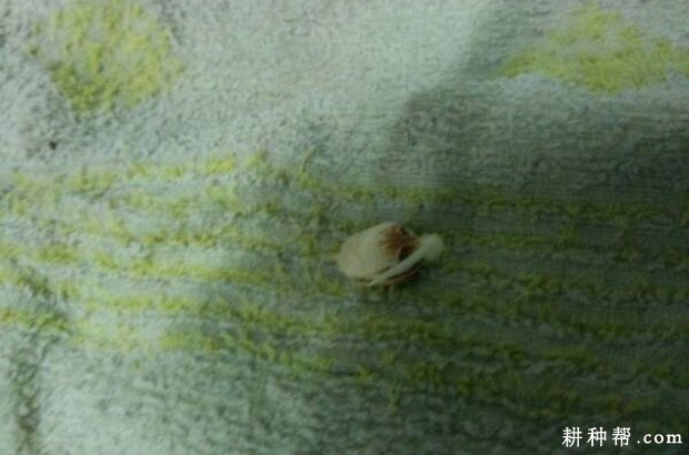 苦瓜的生长发育周期是怎么样? 苦瓜的生长发育周期是怎么样?