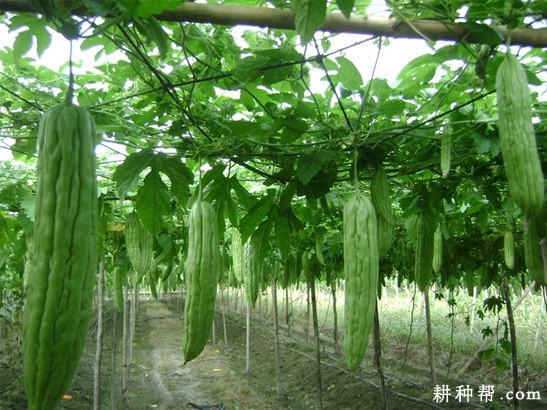 早绿苦瓜品种好不好? 早绿苦瓜品种好不好?
