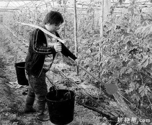 春季露地栽培苦瓜如何管理? 春季露地栽培苦瓜如何管理?