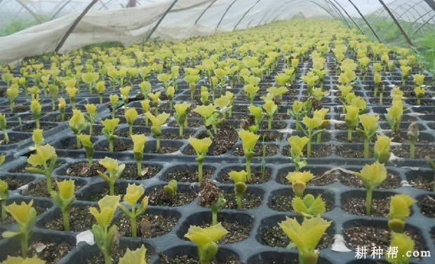 种植苦瓜每亩定植多少株? 种植苦瓜每亩定植多少株?