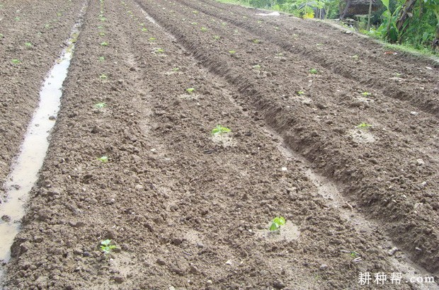 种植苦瓜每亩定植多少株? 种植苦瓜每亩定植多少株?