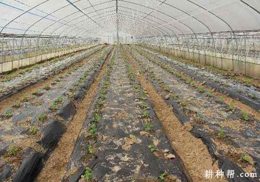 种植苦瓜每亩定植多少株? 种植苦瓜每亩定植多少株?