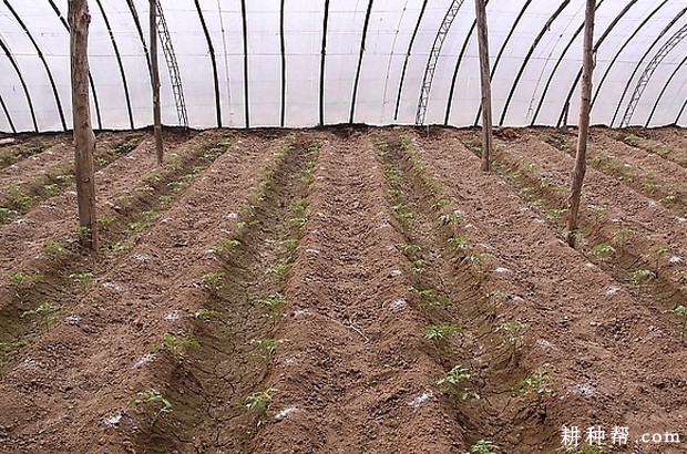 苦瓜定植后怎么样管理? 苦瓜定植后怎么样管理?