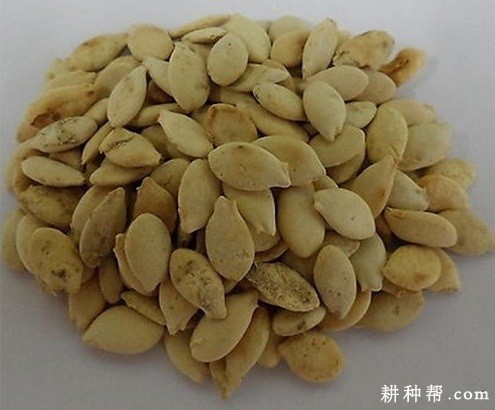 冬瓜的果实和种子有什么特点? 冬瓜的果实和种子有什么特点?