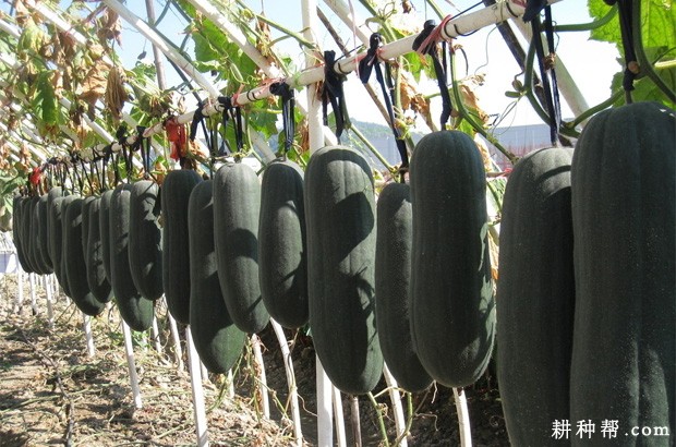 冬瓜的果实和种子有什么特点? 冬瓜的果实和种子有什么特点?