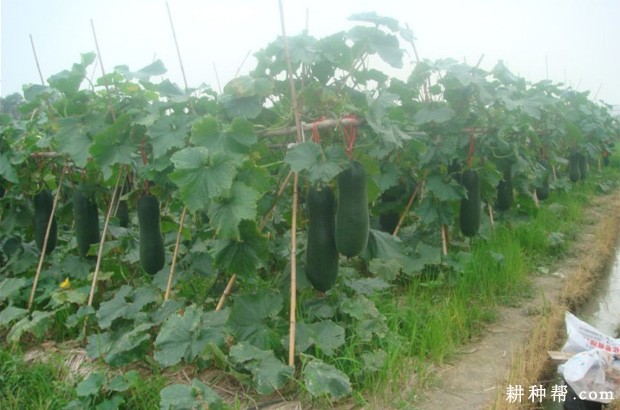 冬瓜的根、茎有什么特点? 冬瓜的根、茎有什么特点?