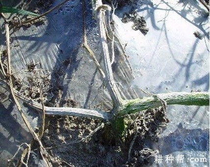 冬瓜枯萎病用什么农药防治? 冬瓜枯萎病用什么农药防治?