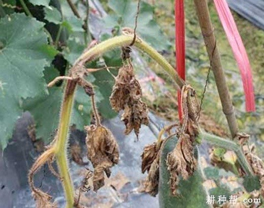 冬瓜枯萎病用什么农药防治? 冬瓜枯萎病用什么农药防治?