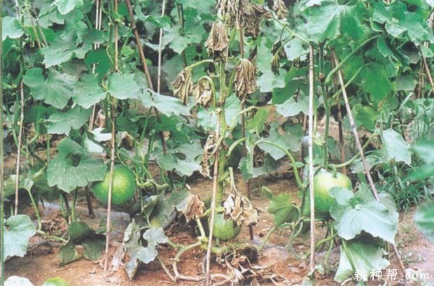 冬瓜枯萎病用什么农药防治? 冬瓜枯萎病用什么农药防治?