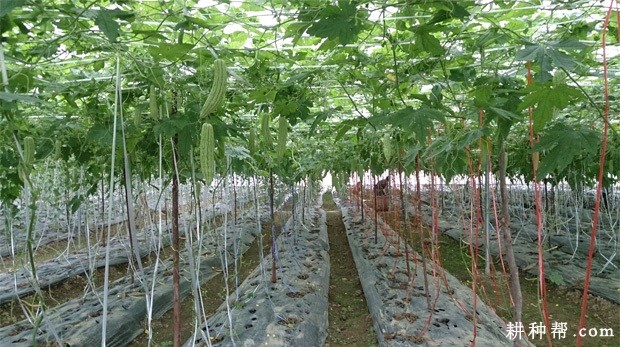 苦瓜为什么要整枝打杈？