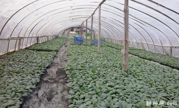 苦瓜苗怎样嫁接? 苦瓜苗怎样嫁接?