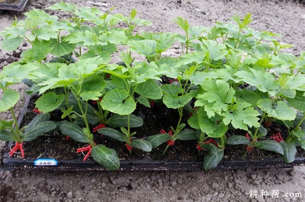 苦瓜苗怎样嫁接? 苦瓜苗怎样嫁接?