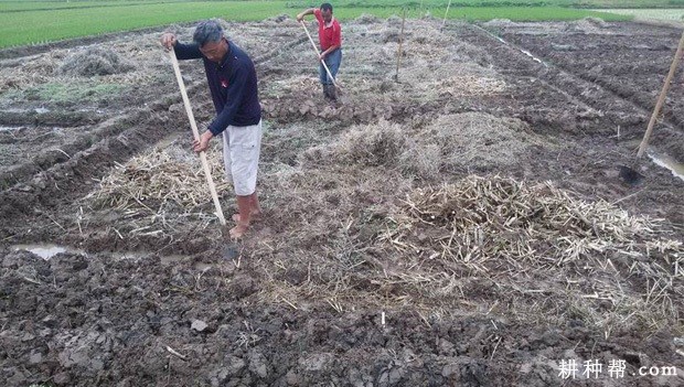 苦瓜如何定植? 苦瓜如何定植?