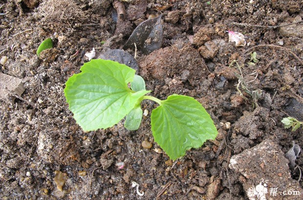 苦瓜如何定植? 苦瓜如何定植?