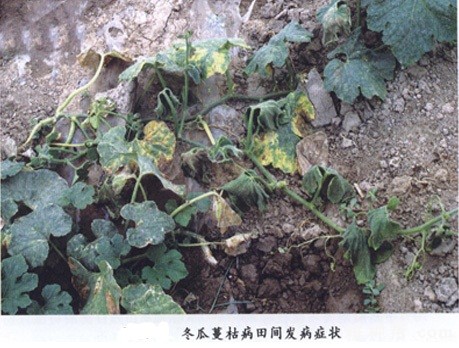 冬瓜蔓枯病如何防治? 冬瓜蔓枯病如何防治?