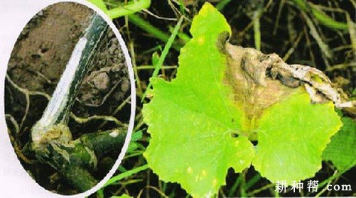 冬瓜蔓枯病如何防治? 冬瓜蔓枯病如何防治?