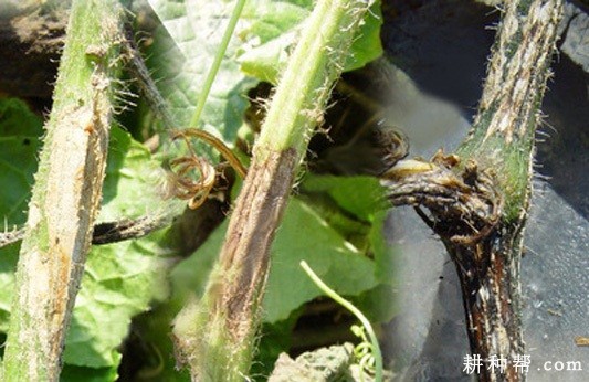 冬瓜蔓枯病如何防治? 冬瓜蔓枯病如何防治?