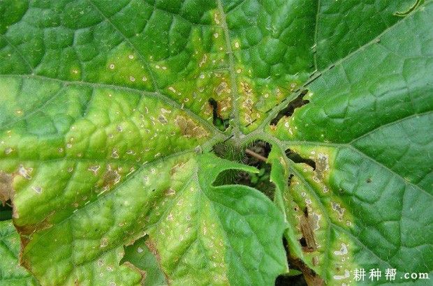 冬瓜细菌性角斑病如何防治? 冬瓜细菌性角斑病如何防治?