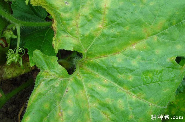 冬瓜细菌性角斑病如何防治? 冬瓜细菌性角斑病如何防治?