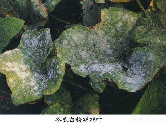 冬瓜白粉病怎么防治？