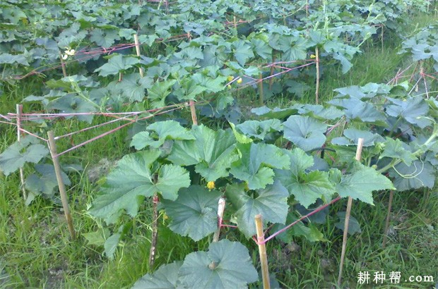 冬瓜的生长周期是怎么样? 冬瓜的生长周期是怎么样?