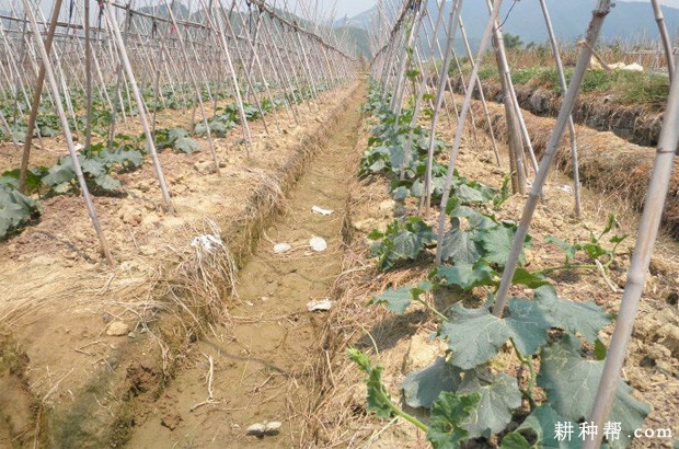 冬瓜什么时候种植? 冬瓜什么时候种植?