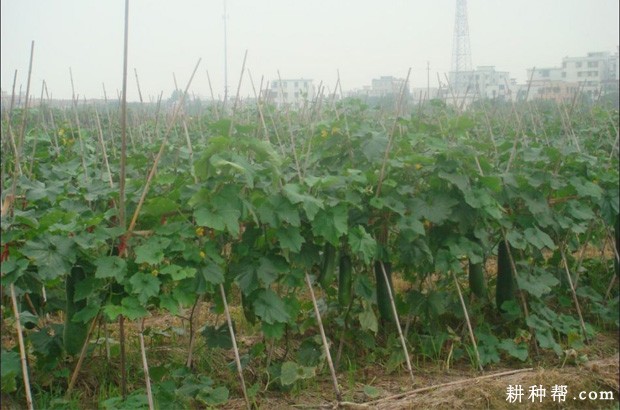 冬瓜什么时候种植? 冬瓜什么时候种植?