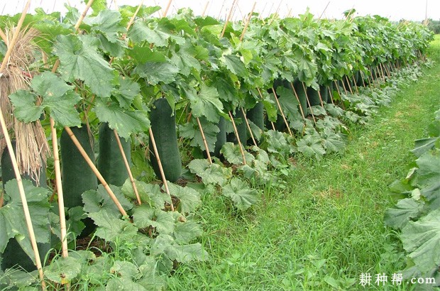 冬瓜有几种种植方式? 冬瓜有几种种植方式?