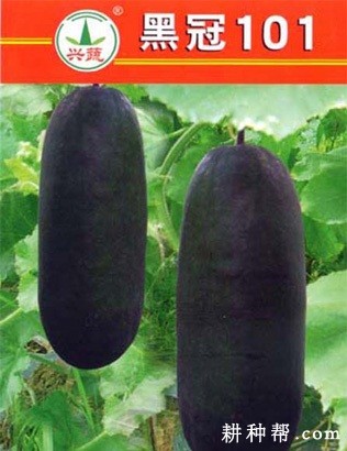 黑冠101冬瓜品种好不好? 黑冠101冬瓜品种好不好?