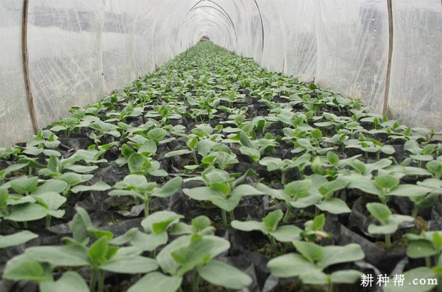 冬瓜叶斑病如何防治？