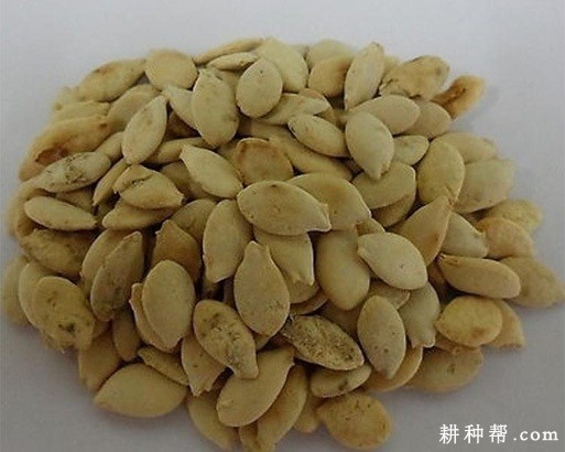 冬瓜种子如何消毒、催芽？