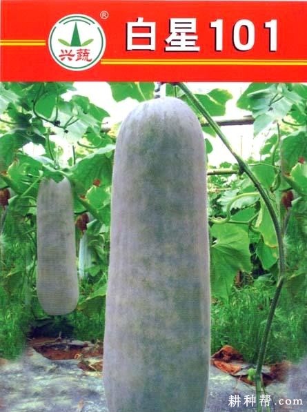 白星101冬瓜品种好不好? 白星101冬瓜品种好不好?