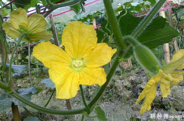 冬瓜生长发育有什么特征? 冬瓜生长发育有什么特征?