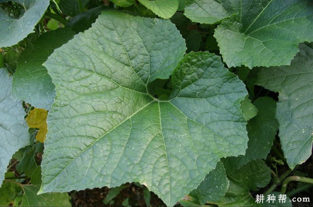 冬瓜生长发育有什么特征? 冬瓜生长发育有什么特征?